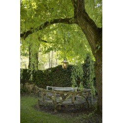 Suspension Louis XIII N°1 Laiton vernis teinté 070